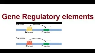 Genes Regulatory Elements | 2024