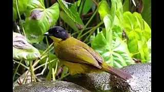 Sri lankan Black Capped Bulbul | හිස කලු කොණ්ඩයා | Sri lankan Birds