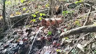 Riese. Gontowa. Woda . Coś zbadamy...