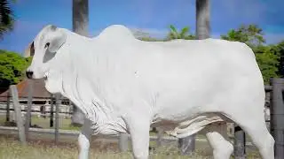 LOTE 41   LIBERDADI FIV AL CANAA   NFHC 2669 zap