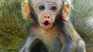 Poor Daniela cry super loud and very sad / Monkey Post