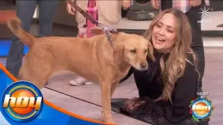 Adopta no compres, pasarela de perritos en adopci&oacute;n | Programa hoy
