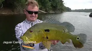 PEACOCK BASS GUYANA