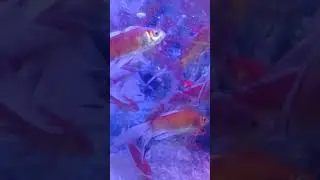 Tienda de mascotas y peces en Lahore