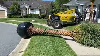 Four Palm Tree Planting/Large Trees and Palms/Sylvester Palm/Pygmy Date Palm/European Fan Palm
