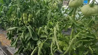 Почему скручиваются листья помидор?
