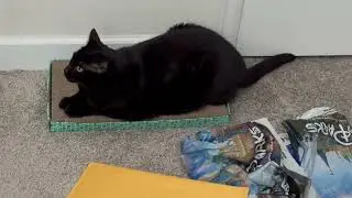 Cute Precious Piper Needs Tail Space - Adopting a Cat from a Shelter Vlog