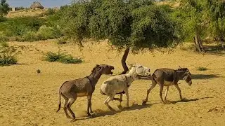 Tow yang male donkey enjoy with one Big female #donkey #animals