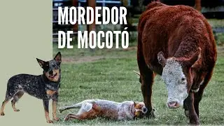 Blue Heeler, R&uacute;stico e Corajoso!