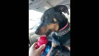 Kong easy treat! Rhaegal LOVES it!!!