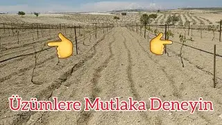 ÇİFTÇİDEN ÜZÜM BAĞI NASIL İLAÇLANIR ÖĞRENİN ? 