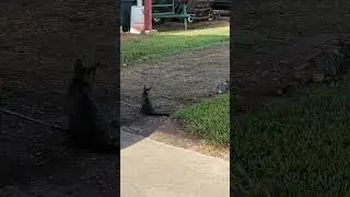 Koda wants to make friends with the cats