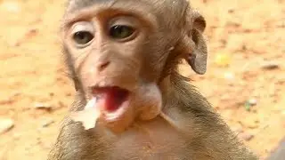 Pity Orphan Carlino Baby Very Hungry Cos No Milk 5 Days | Carlino Eating More Fruit | Monkey Crying
