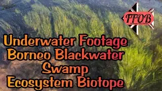 Underwater Footage Borneo Blackwater Swamp Ecosystem Biotope