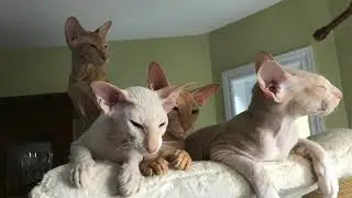 Peterbald stories
