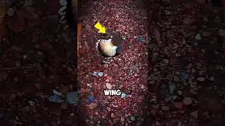 This Bird Fakes an Injury&hellip; But Wait Till You See Why! 😱🐦