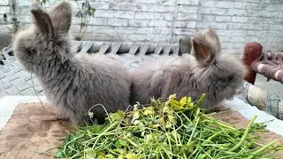 Cute Fluffy Rabbits Eating Fresh Green Vegetables 🐰 | Rabbit Feeding Time | Long Video