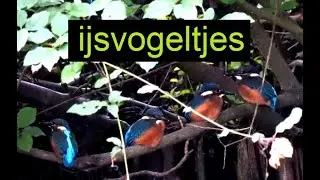#ijsvogel #eindhoven #natuurdocumentaire #Dommelplantsoen