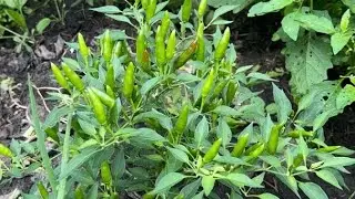 My Garden Monthly tour / Kuv lub vaaj hov txob hab tshuaj 8-16-2024
