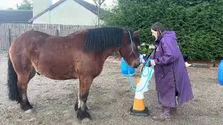 Bentley and Lauren Gilman Medium Horse Agility October 25