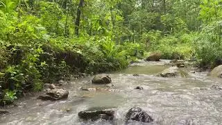River Flowing with 2026, Soothing Forest Stream and Gentle Calmong for Deep Sleep