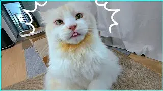 메리크리스마스 트리 꾸미기 🌲/뱃살 공개 🐱 