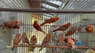 Está aberta as Vendas 🐥🐥