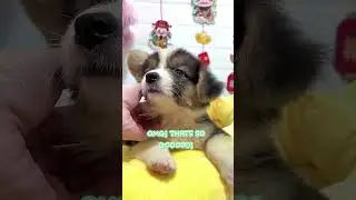 Corgis Have a Great Sense of Humor 😂