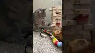 Cat playing jenga