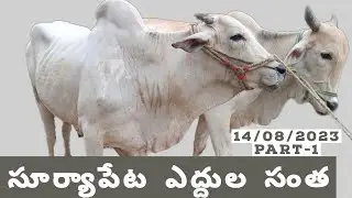 Suryapeta bulls market today 14/08/2023