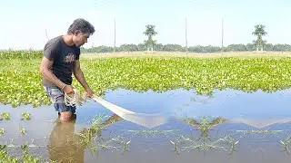 Amazing Cast Net Fishing Skill -  Traditional Net Fishing Video - Village Fishing Video