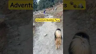 Two best friends, one trail, endless adventures 🏔🐶🐶✨ #Dogs #Hiking #adventure
