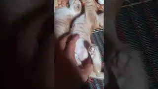 Perut gembul