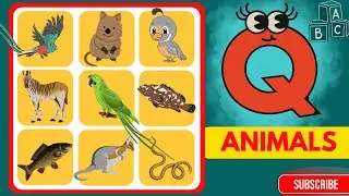 Amazing Animals Starting With Q  | Animals And Birds Starting with Q