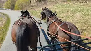 Park&ouml;rning med loksele. H&auml;star som bromsar en vagn med st&aring;ng | Inger Tegemyr