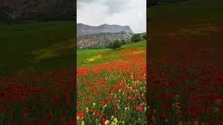 Mashaikh Ardal, Chaharmahal Bakhtiari province, Iran