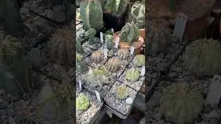 Sharing the importance of biodiversity in all languages 🤩🌵