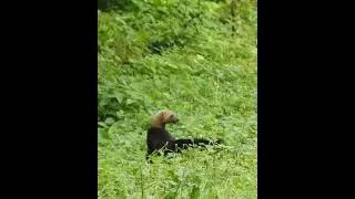 Tayra in a nature reserve