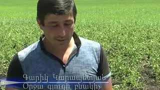Համատարած   կարկտահարվել  է  Օրջա   գյուղի  ցանքատարածությունները