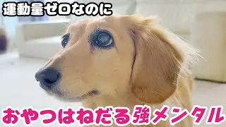 視界ほぼゼロでも食欲は100点！散歩は一歩も歩かないくせにおやつは強メンタルでねだるダックス
