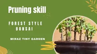 Forest style bonsai of dwarf jade /pruning skill