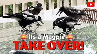 Magpie Takeover Unleashed! 🐦🌪️| Babies Talking & Singing Revealed!!! 🎶👶