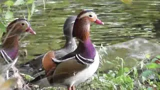 Mandarin ducks in autumn ; Mandarinenten im Herbst ; Rațe mandarine &icirc;n toamnă