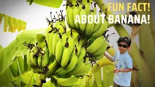 Did You Know? 🍌 Banana Is Actually a Berry! | Ritvaan&rsquo;s Fun Fact | Mini Talks with Ritvaan