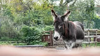 Inside Spitalfields City Farm