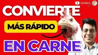 ✍🏼 5 ESTRATEGIAS PARA MEJORAR LA CONVERSI&Oacute;N ALIMENTICIA EN LOS POLLOS DE ENGORDE 🤯