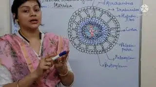 Internal features of Marsilea Root