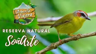 Pajareando en la Reserva Natural So&ntilde;Arte - Quind&iacute;o - Asherita viajera gu&iacute;a de aves en Colombia