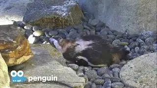 Zoo Cam - Penguin Cam Episode 4