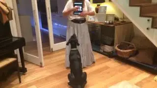 Great Dane 'Lux' learns to read